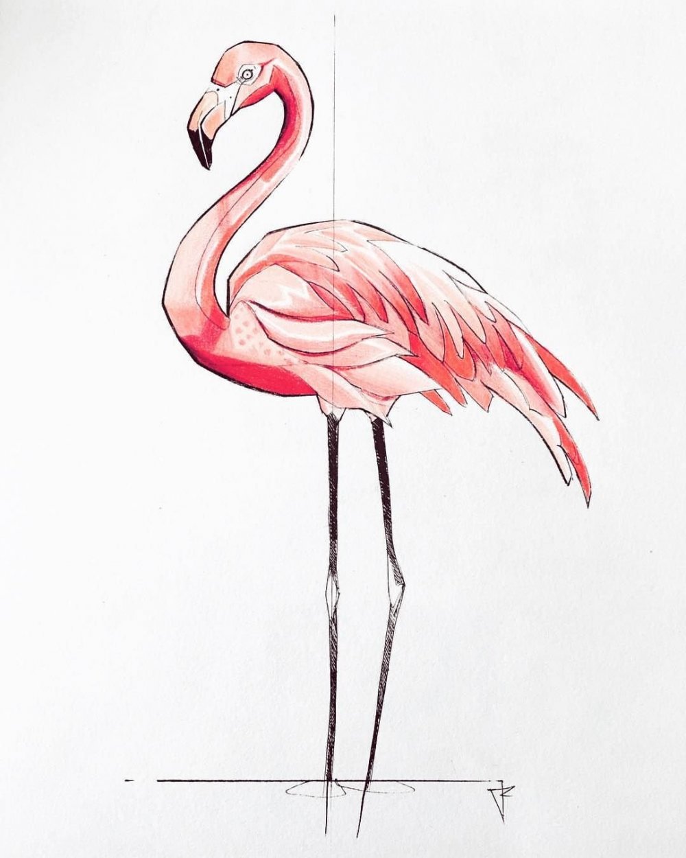 Фламинго рисунок карандашом