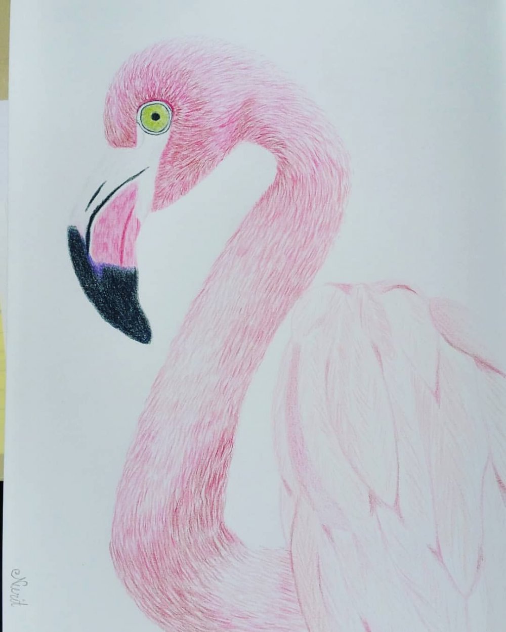 Фламинго рисунок