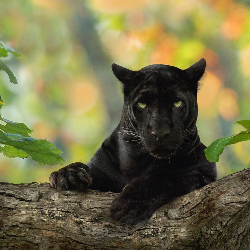 Черная пятнистая пантера