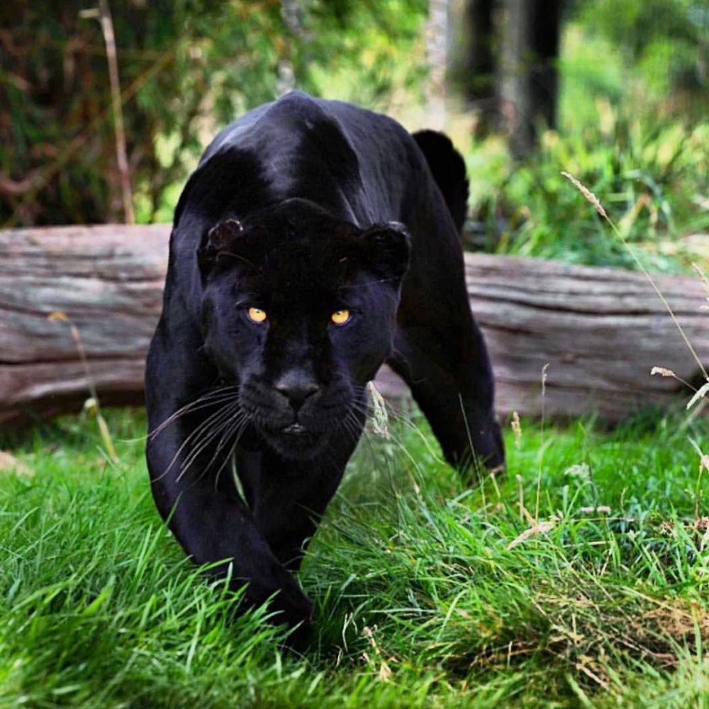 Черный Ягуар животное