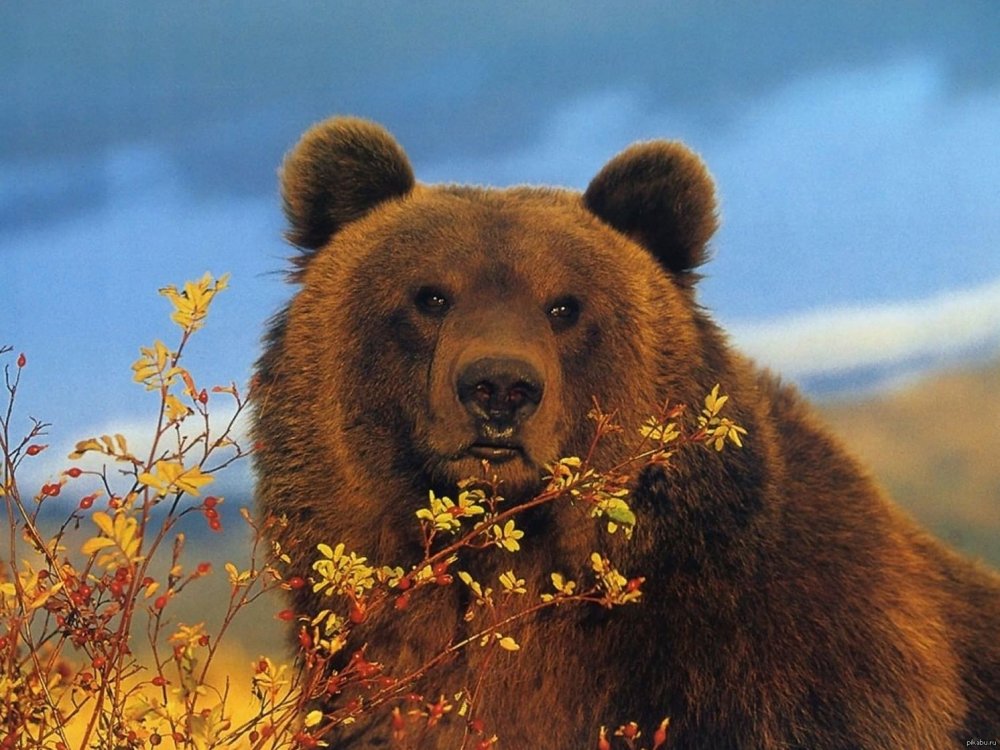 Медведь символ России России