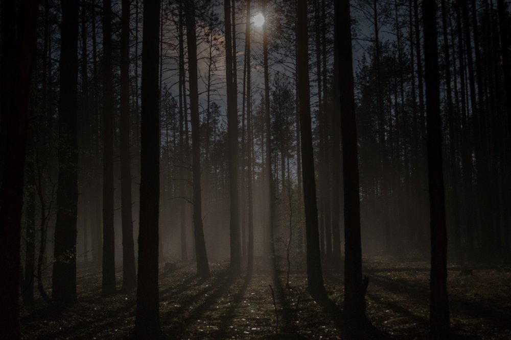 Темный лес ночью