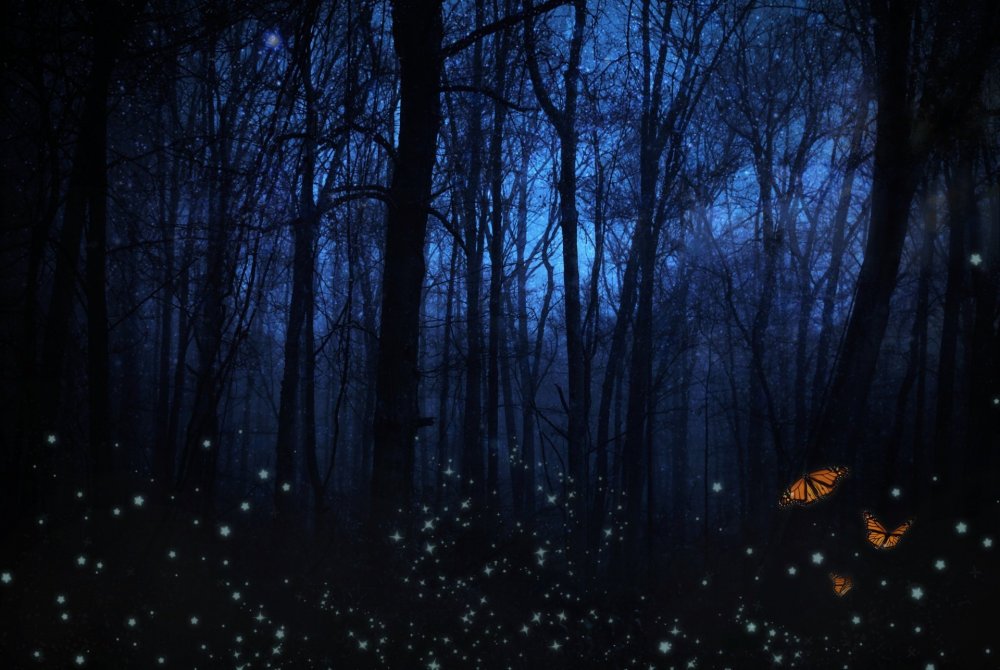Мистический лес ночью