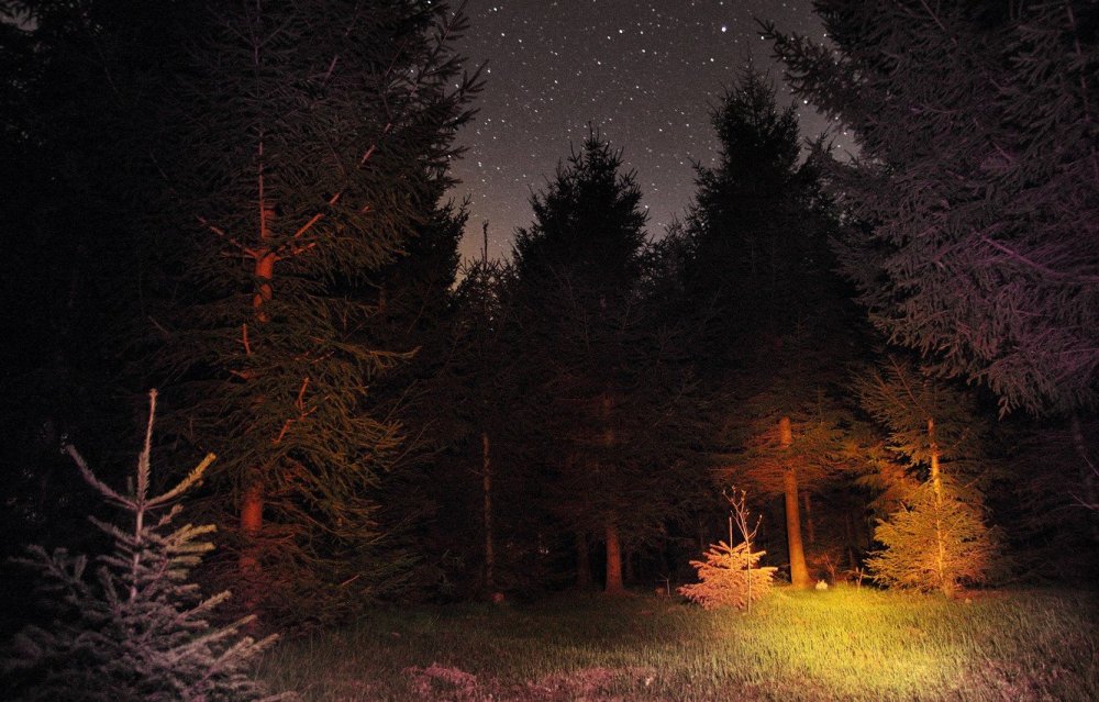 Поляна в лесу ночью