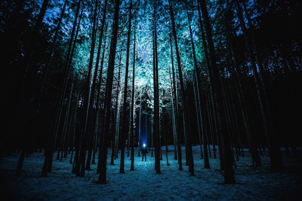Обои лес ночь