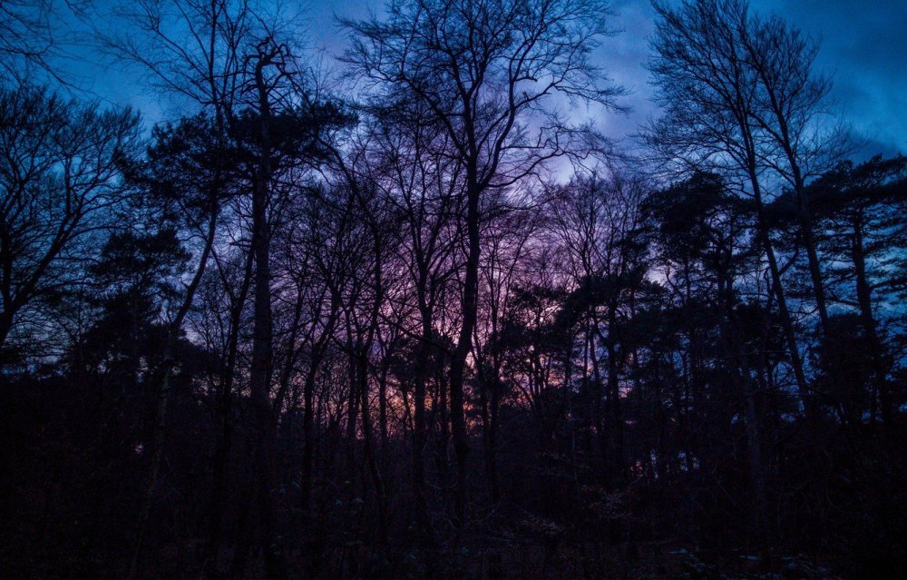 Эстетика леса ночью