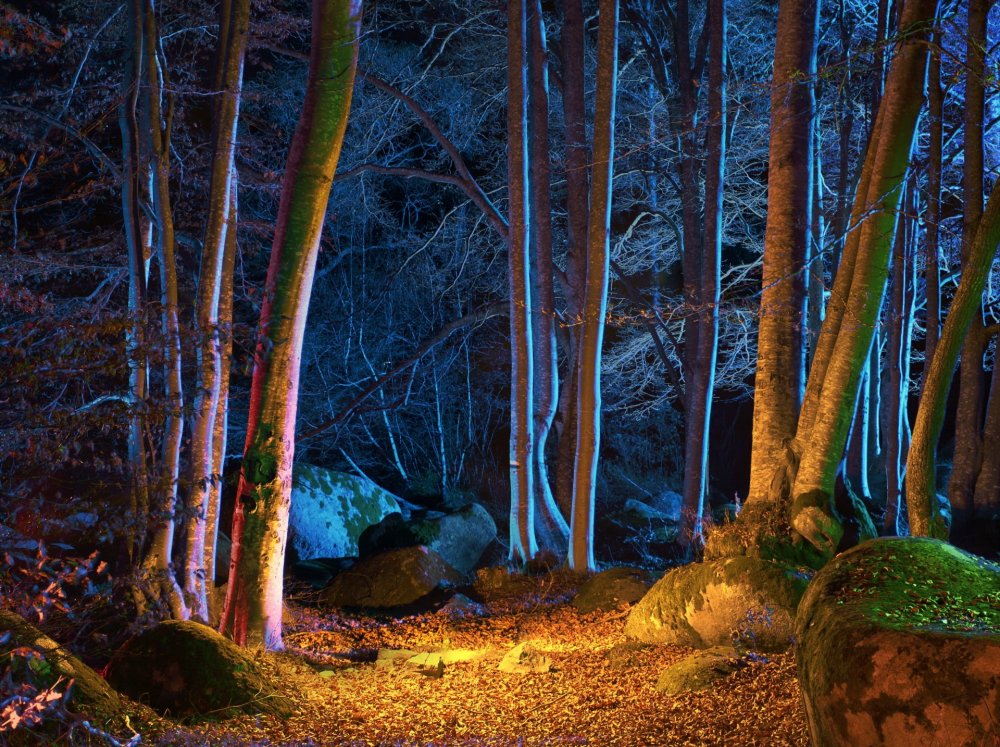 Поляна в лесу ночью