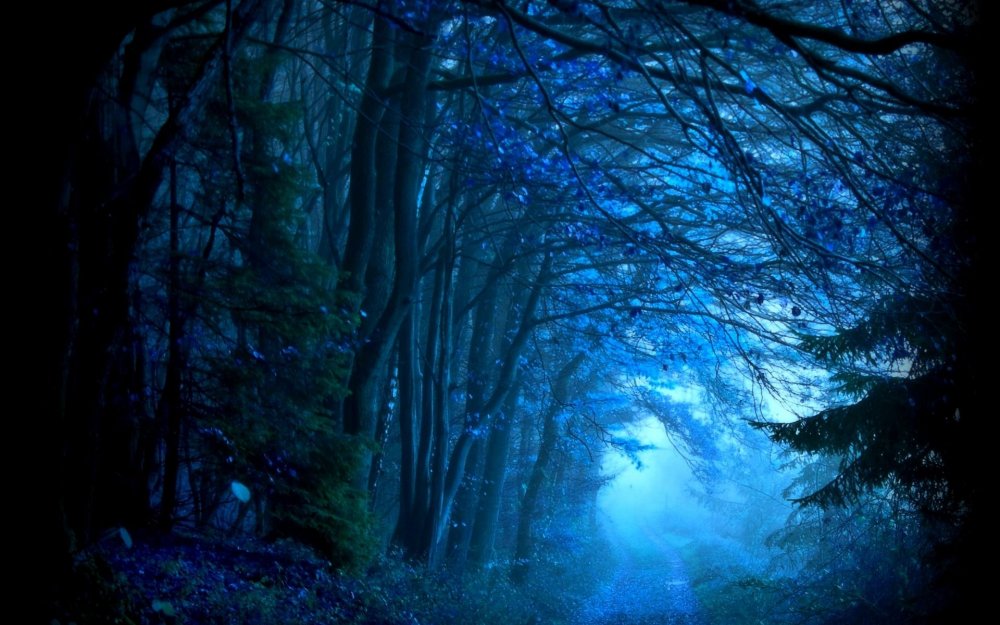 Красивый лес ночью