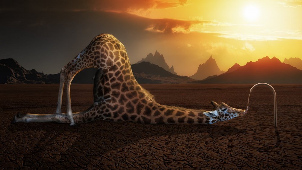 Жираф в пустыне