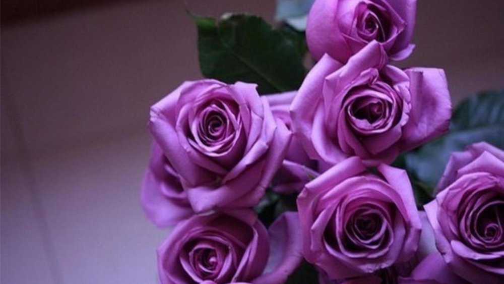 Роза пурпурная Иришка