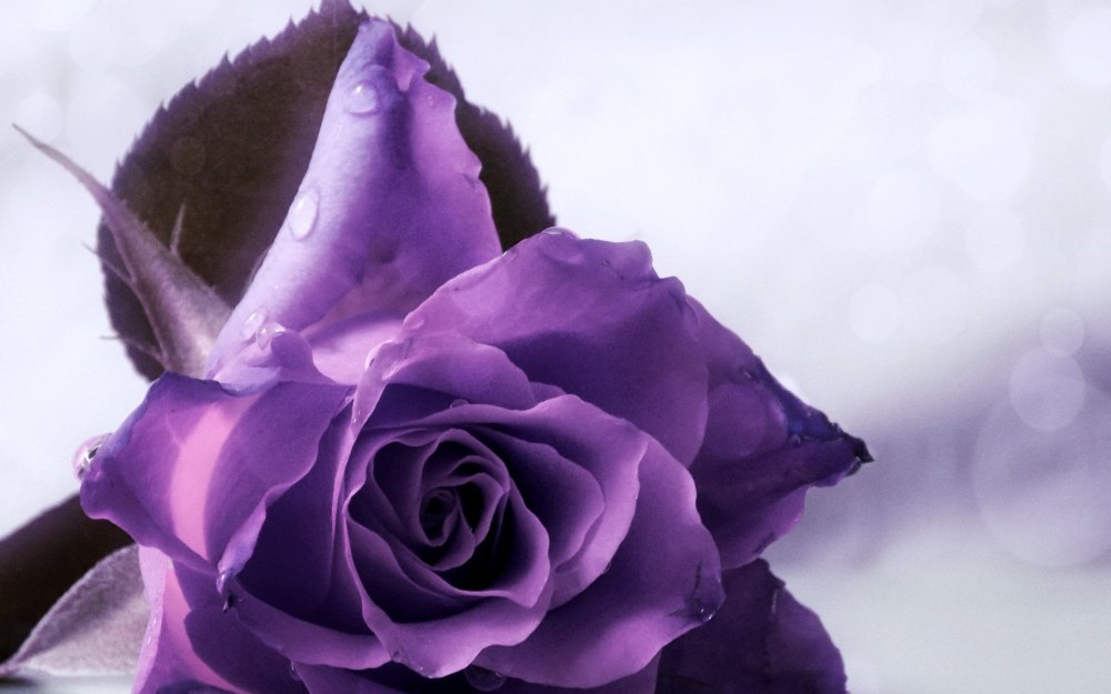 Розы пурпурного цвета