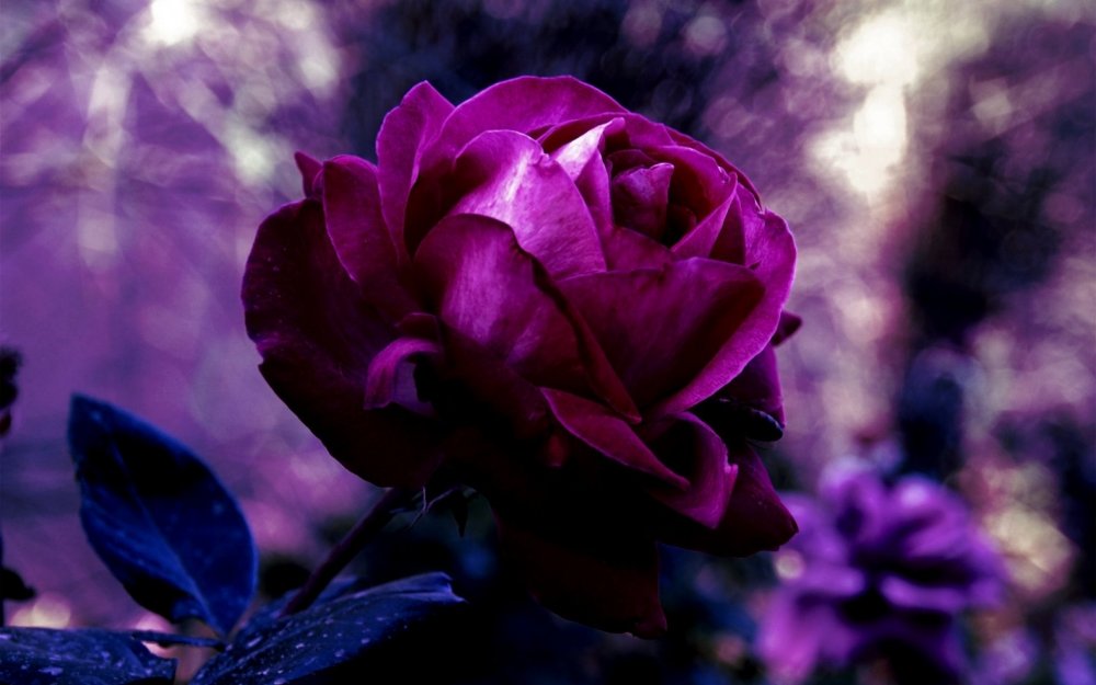 Lilac Topaz роза