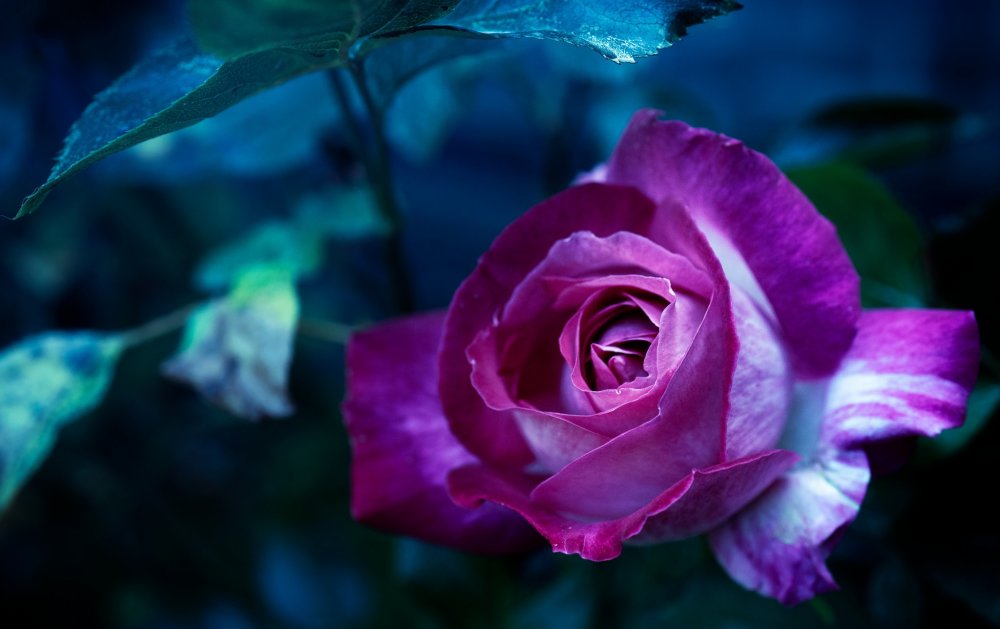 Розы пурпурного цвета