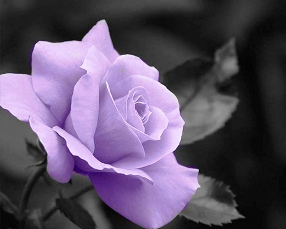 Светло фиолетовые розы