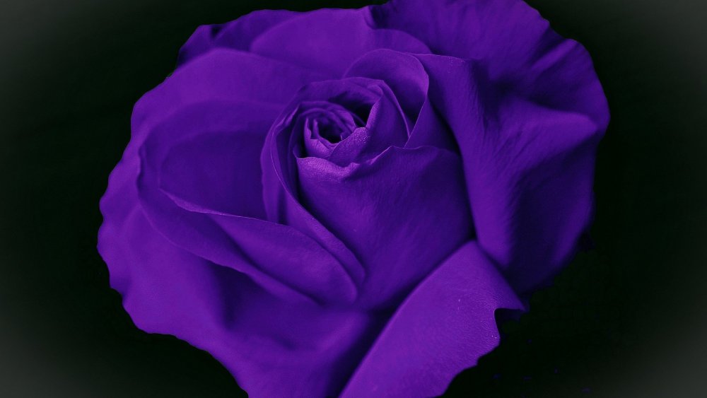 Фиолетовые розы натуральные