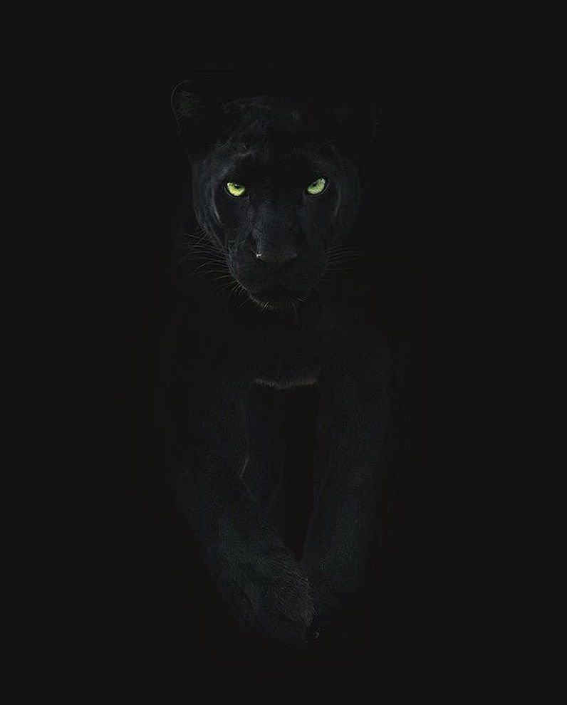Чёрная Сенч-пантера