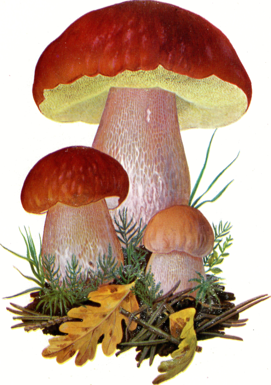 Белый гриб для детей