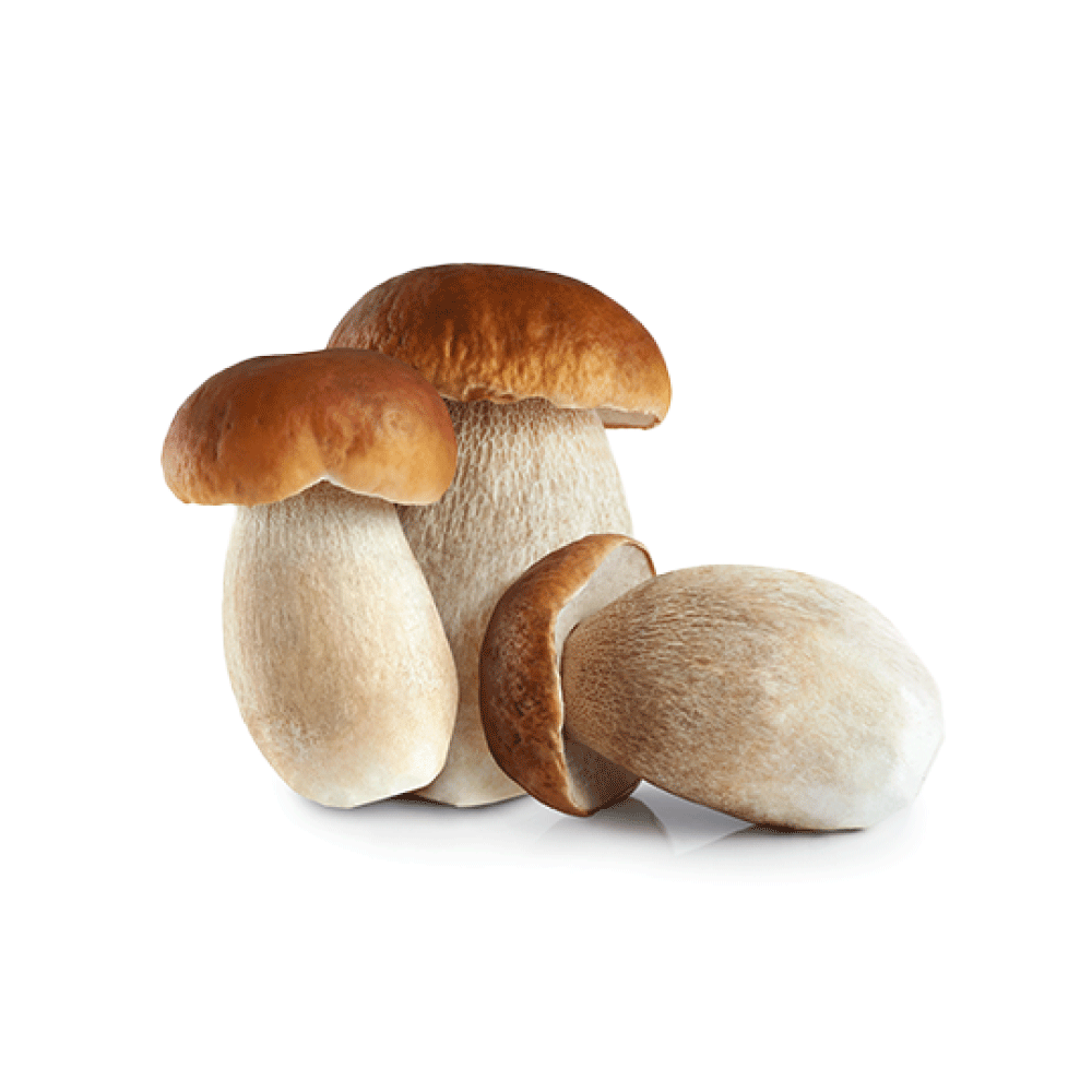 Белый гриб Боровик на белом фоне