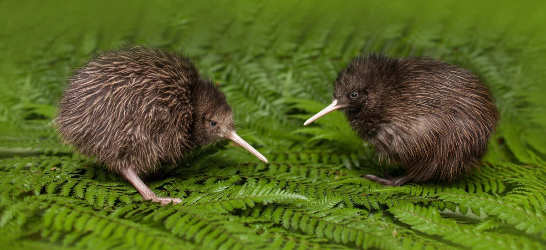 Киви зеландия. Птица киви в новой Зеландии. Новозеландия птица киви. Птица киви птенец. Птица киви в Австралии.