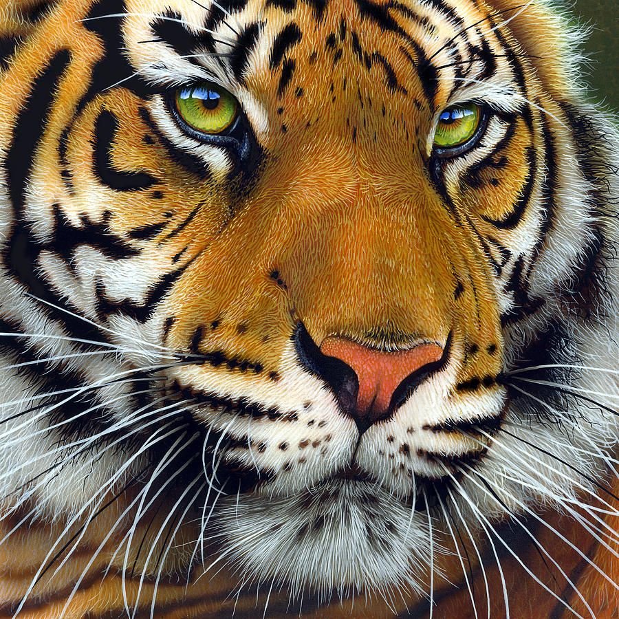Андрей тигр
