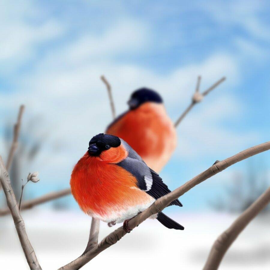 Птицы зимой в лесу