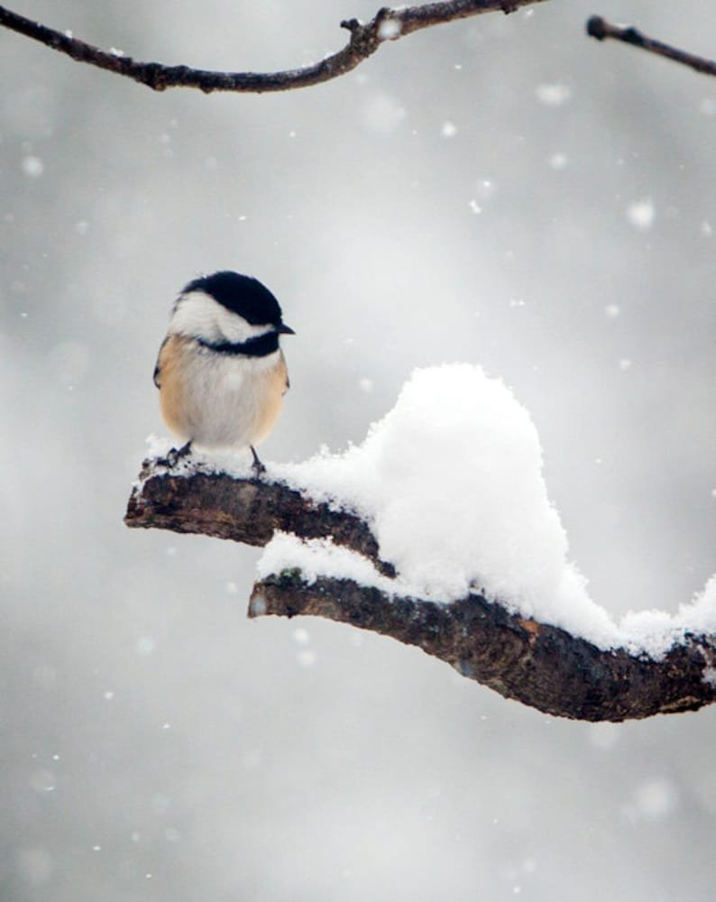 Птички зимой картинки