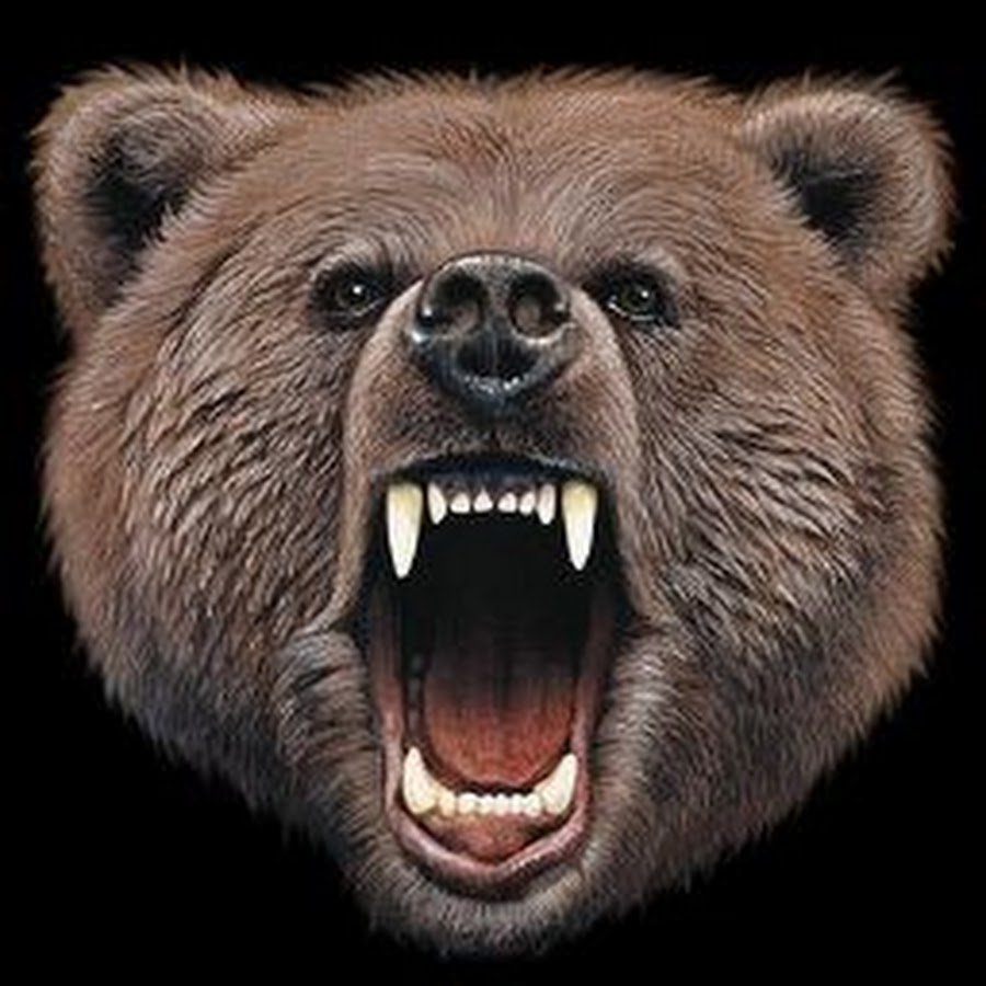 Голова рычащего медведя