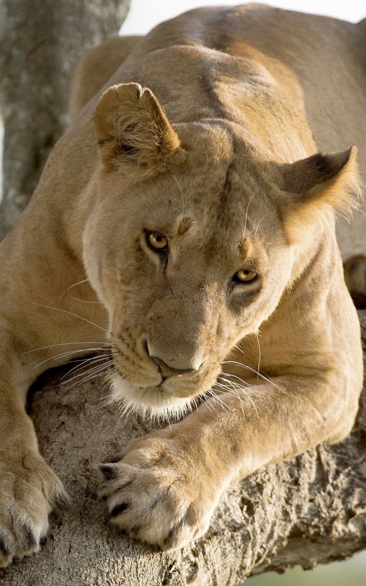 Львица фото животного