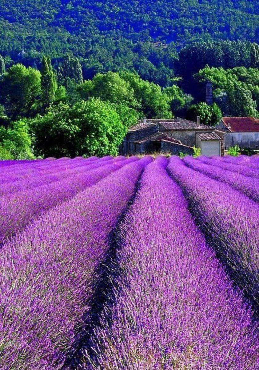 Фиолетовые поля во Франции