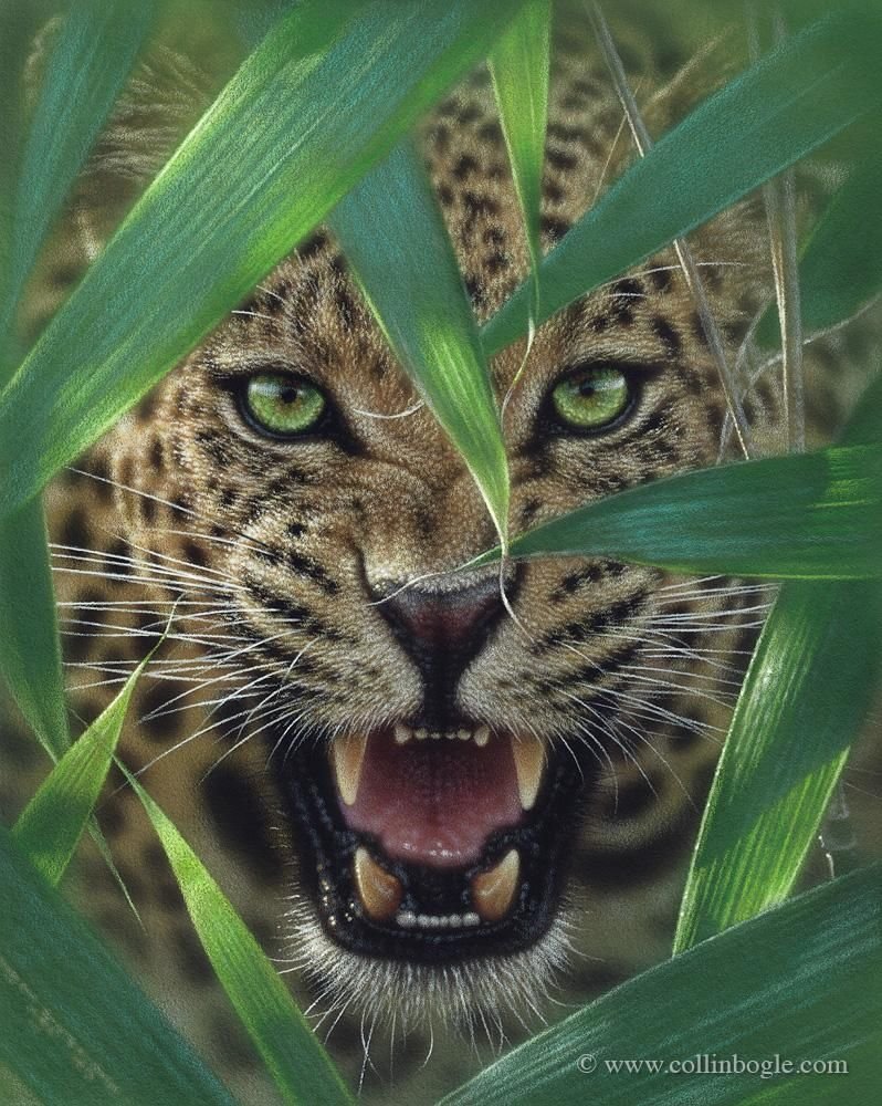 Дымчатый леопард