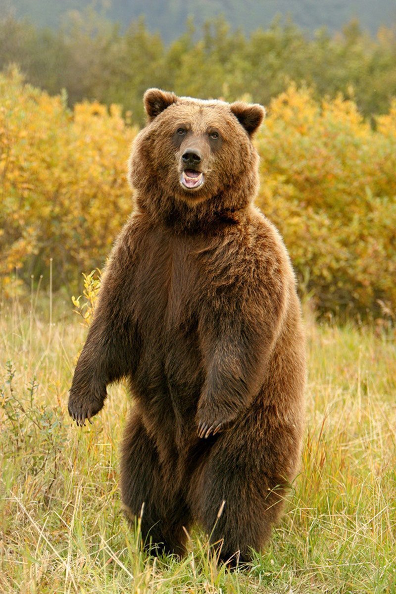 Башкирский медведь фото