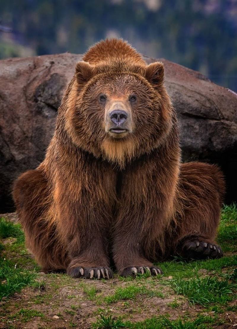 Медведь породы Кадьяк