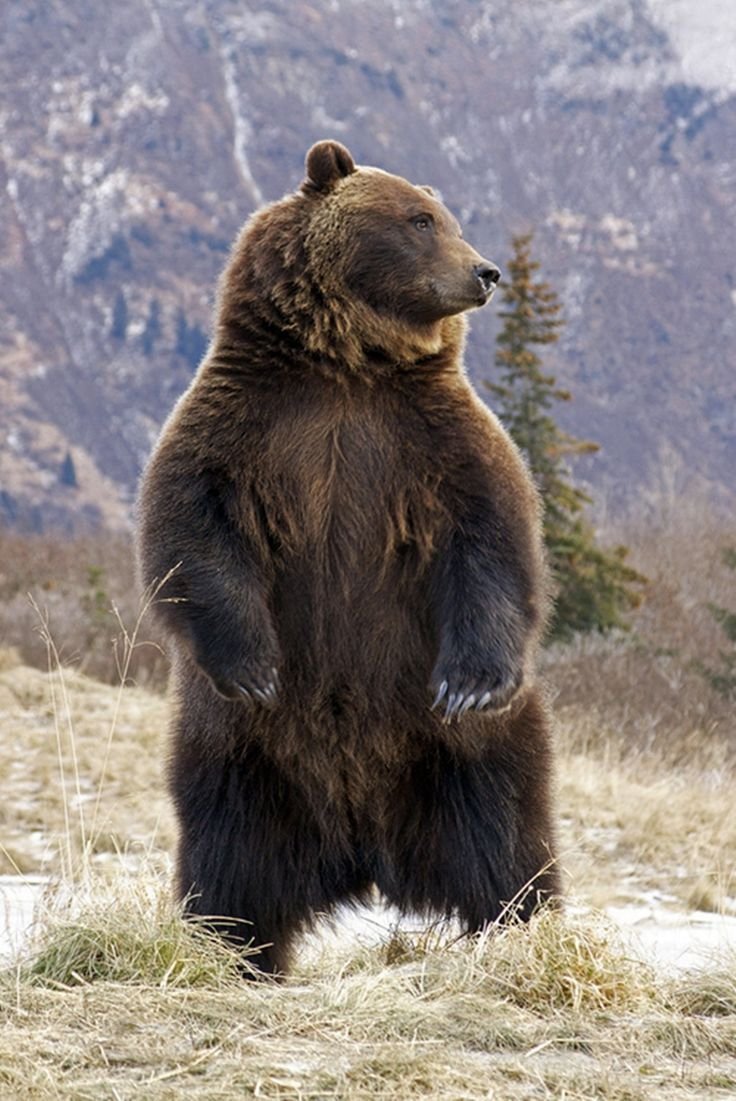 Грозный бурый медведь