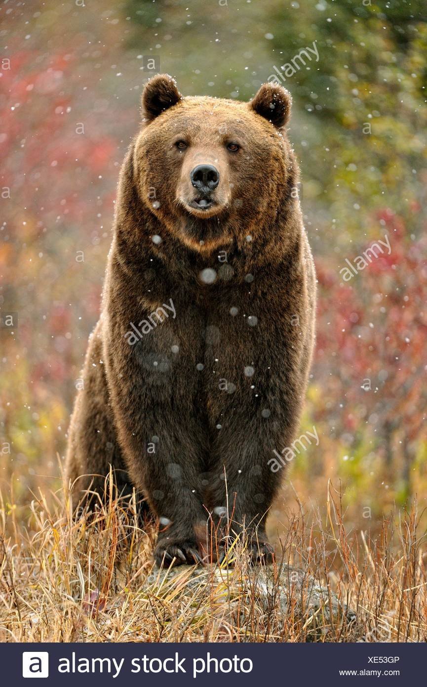 Картинки медведя гризли