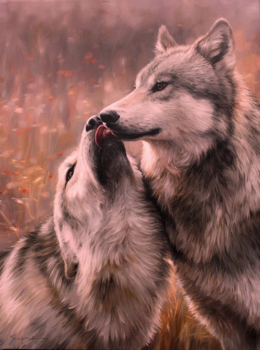 Волк и волчица любовь