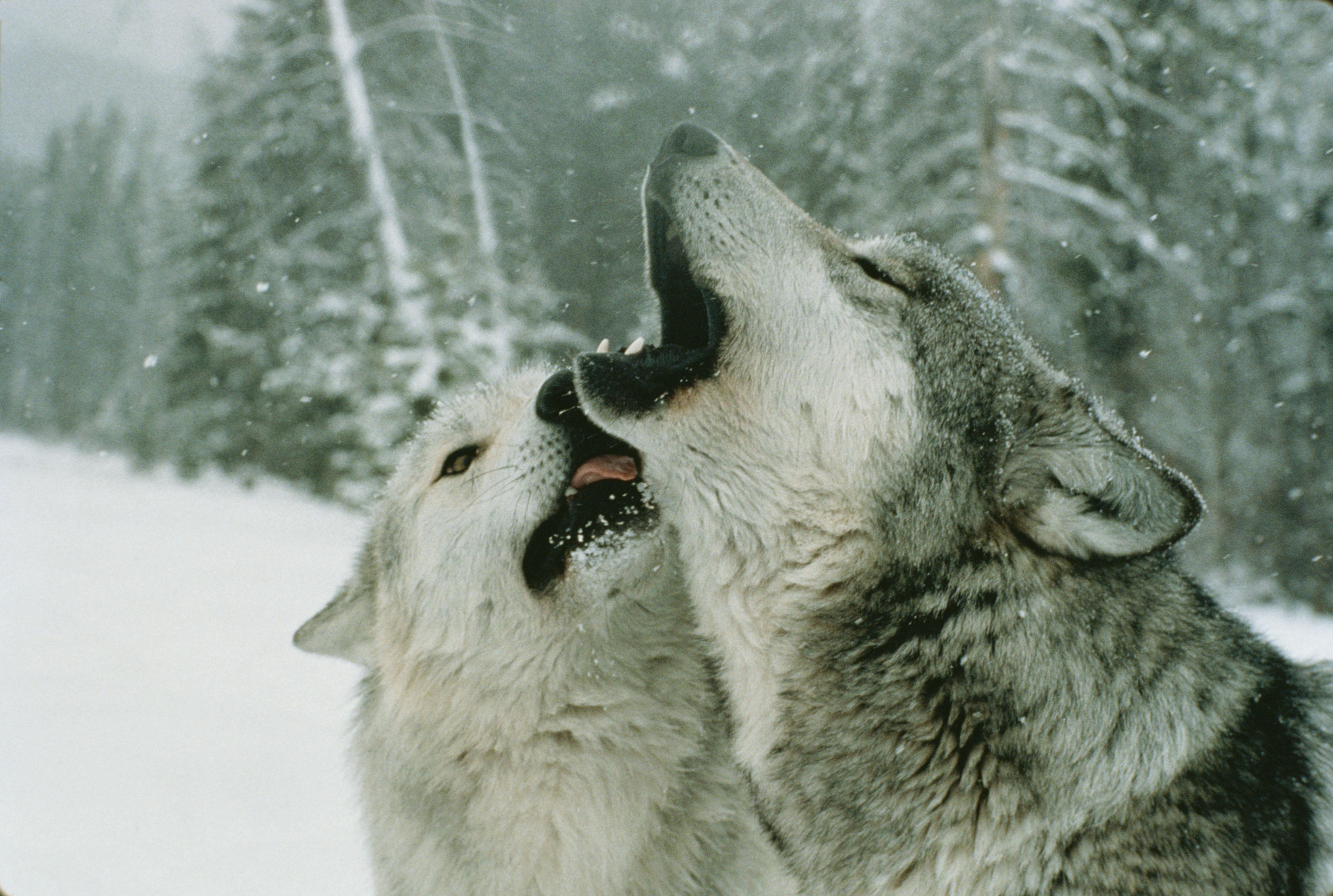Полюбить волка. Волк и волчица. Влюбленные волки. Волки любовь. Два волка.