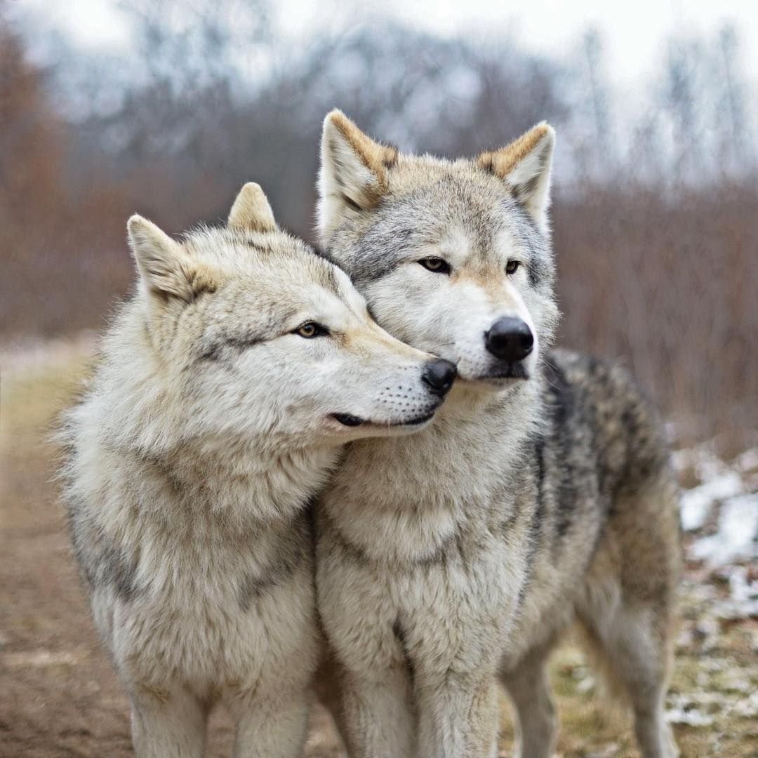 Полюбить волка. Волк и волчица любовь. Волчья пара. Верность Волков волчице. Волки пара.