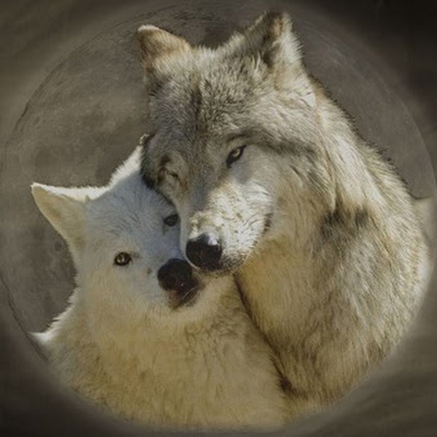 Алмазная мозаика "волк"