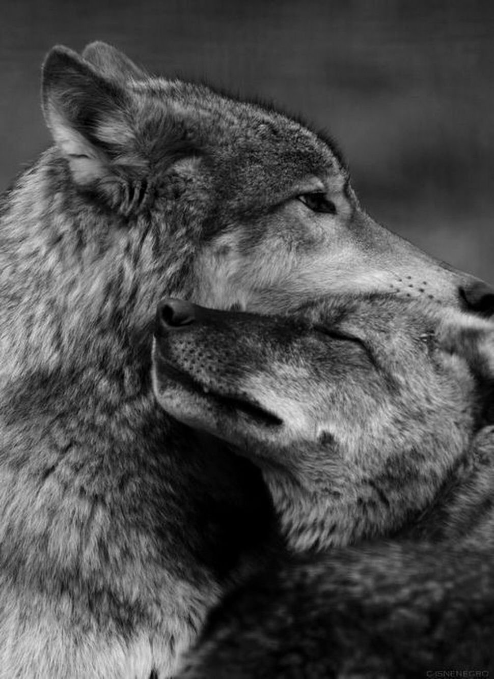 Волк и волчица вместе