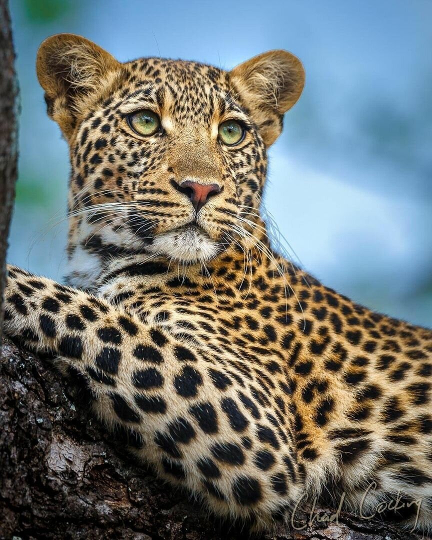 Леопард Макучо