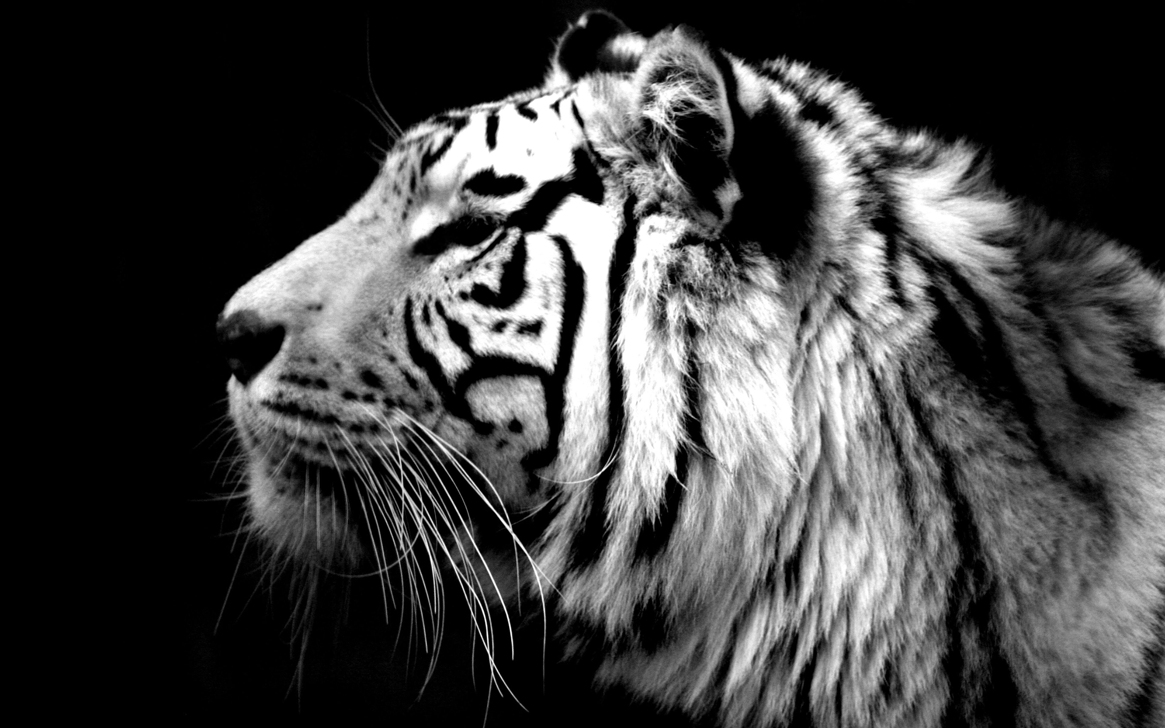 Картинки для печати высокое разрешение. Тигр на черном фоне. Тигр черно белый. Фотообои черно-белый тигр. Черно белые картинки.