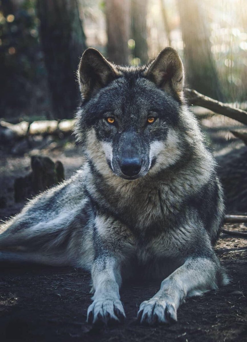 Sergey аватарка волка