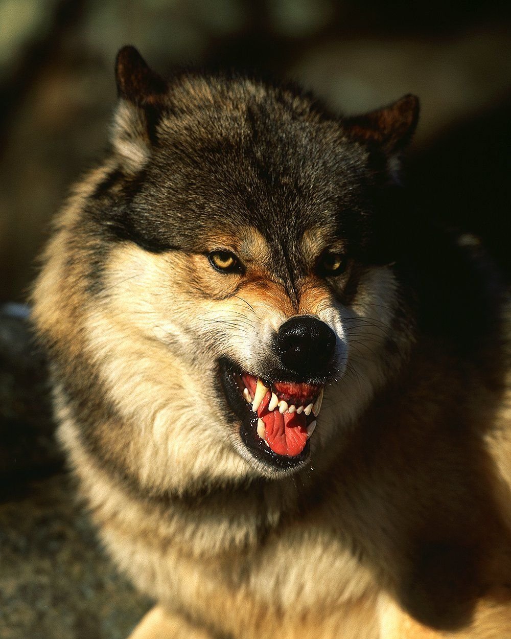 Злой волк оскал