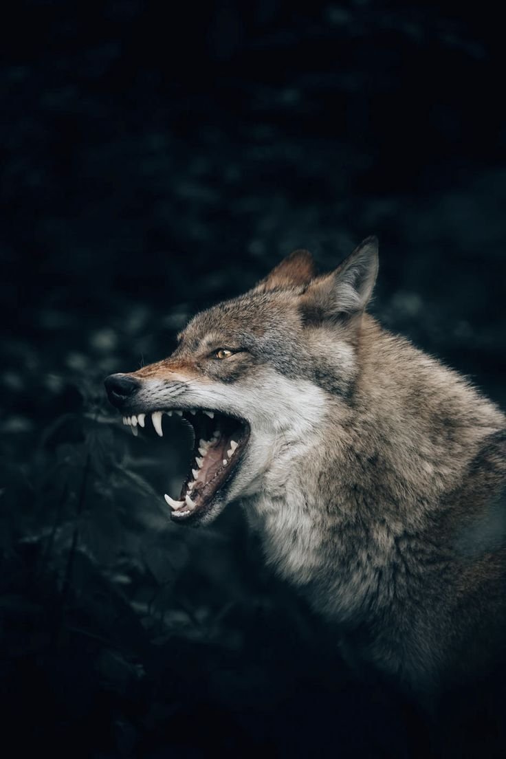 Злой волк идет