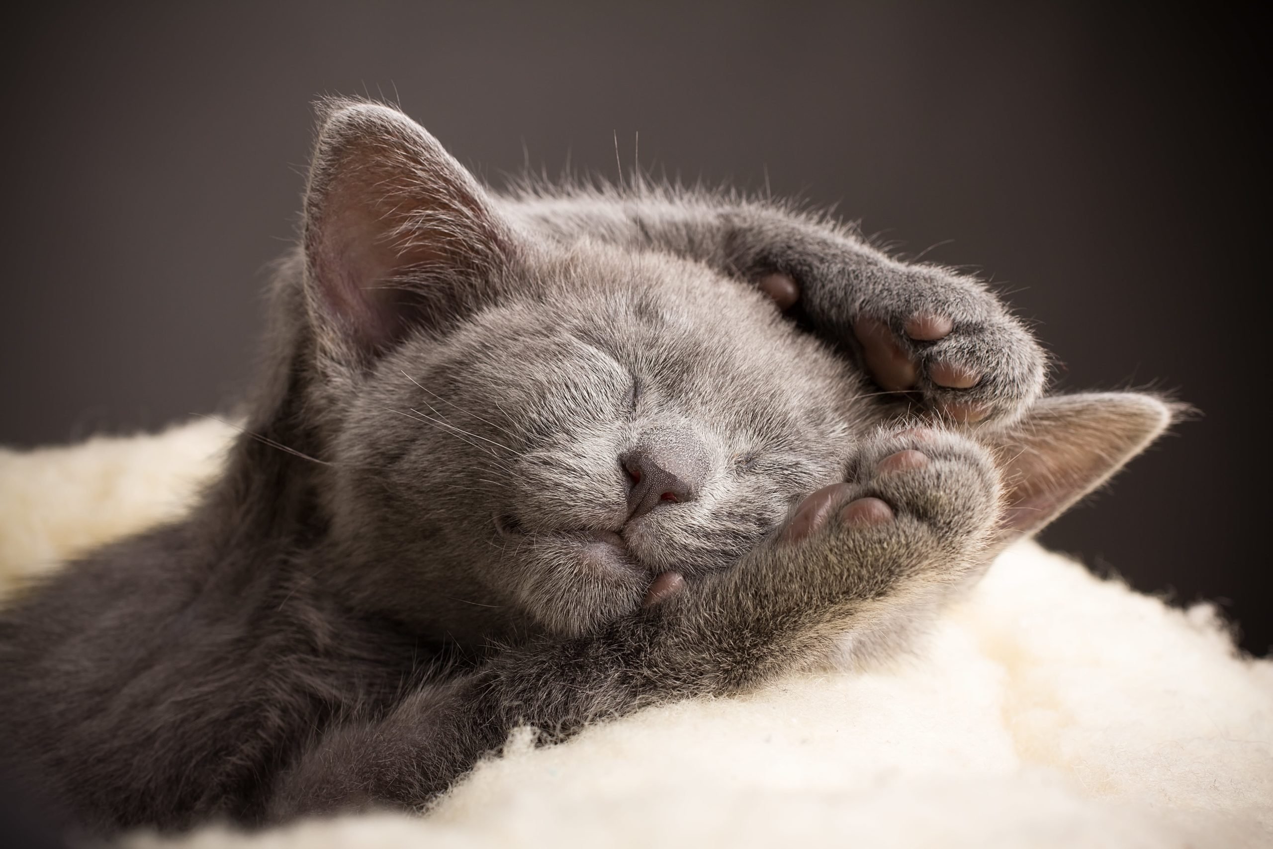 Спокой фото. Спящие коты. Спящий котик. Спокойной ночи котики. Спокойный кот.