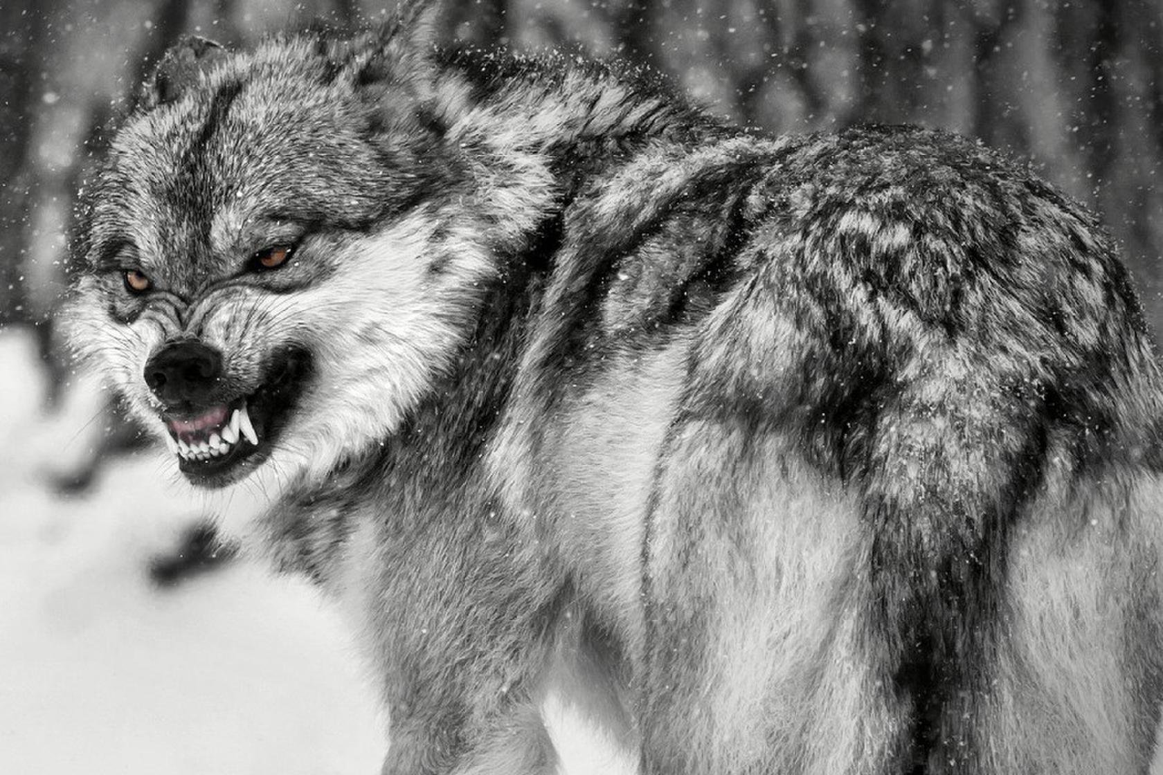 Злой оскал. Оскал волка. Злой волк. Свирепый волк. Злые животные.