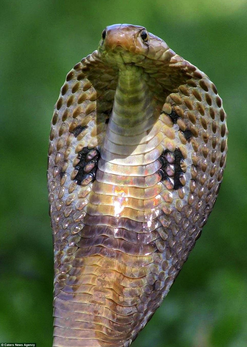 Змея Египетская Кобра