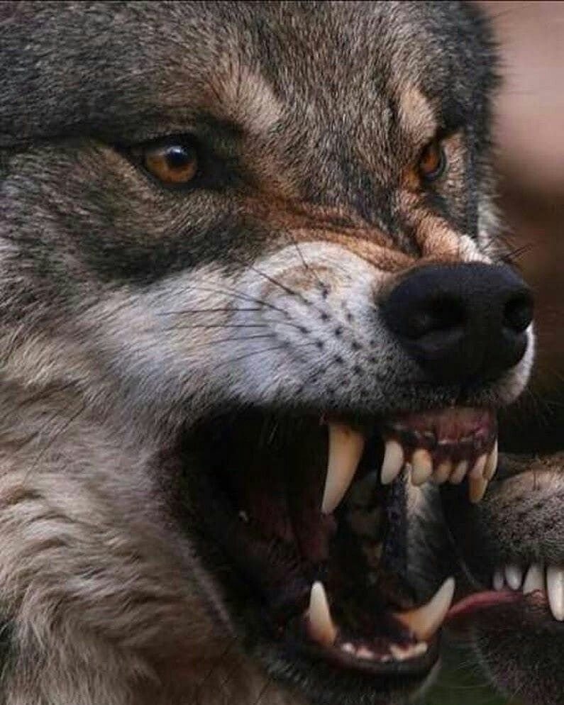Морда злого волка