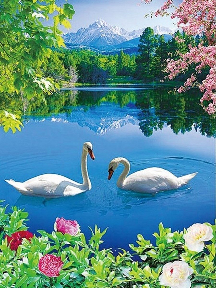 Красивые лебеди на пруду