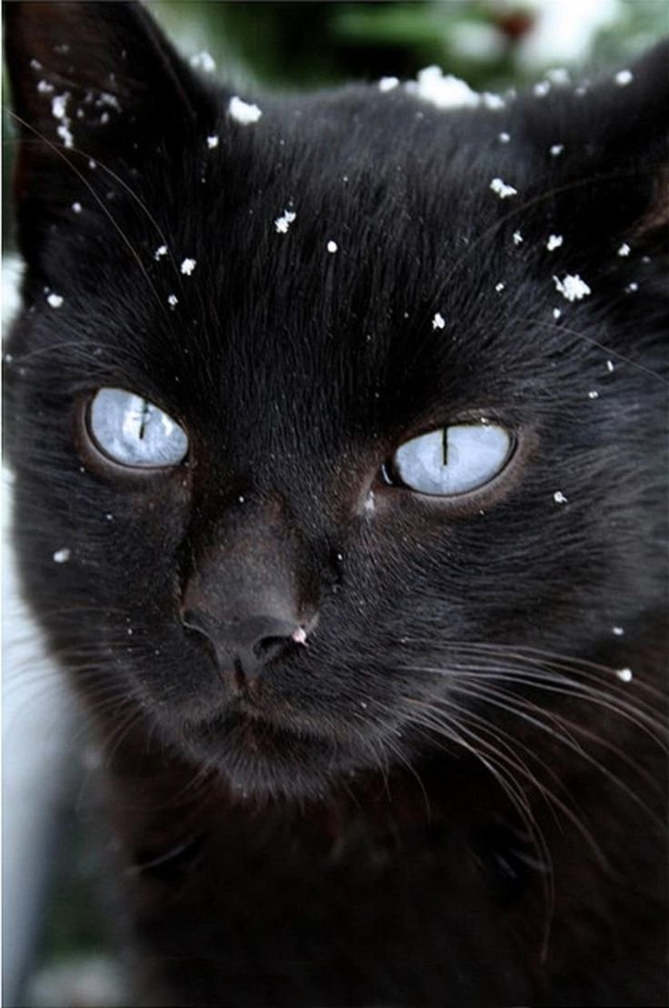 Черная кошка с красным бантом